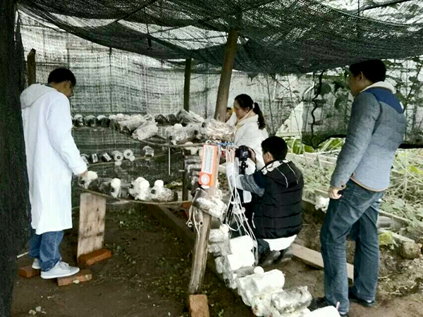 猴头菇培育现场.jpg